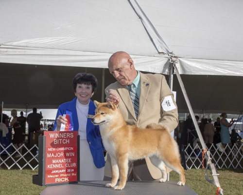 Shiba Inu Puppies for Sale Shiba Inu Puppies for Sale